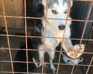 Зелёные активисты Татарстана призывают помочь приюту «Кот и пёс»