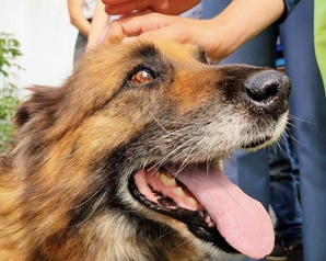 В Башкирии стартовал федеральный проект «Спасая животных, спасаем детей!»