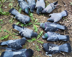 «Зеленые» выясняют причины массового падежа голубей в Мытищах