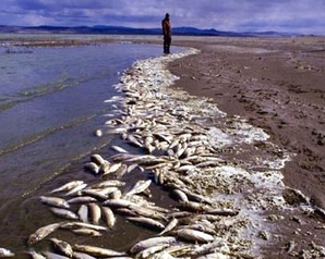 «Зелёные» усомнились в корректности исследований о причинах загрязнения реки Суры в Пензе