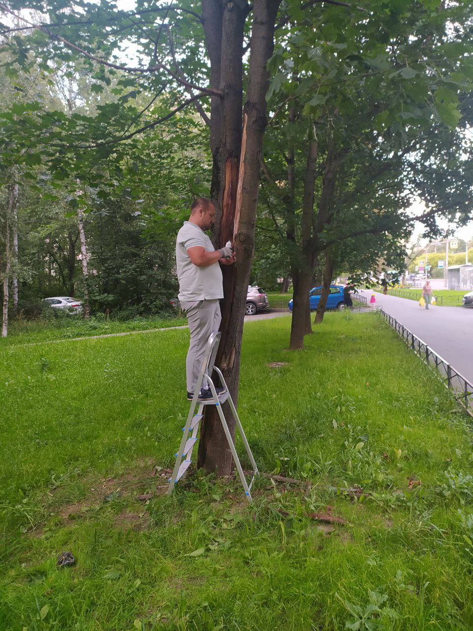 Питерские "Зелёные" спасли деревья от засыхания