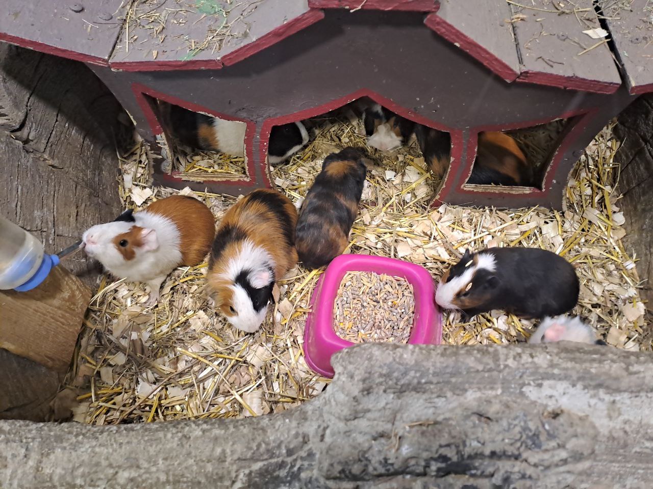 ТАСС: партия “Зеленые” попросила проверить один из контактных зоопарков Москвы ТАСС: партия “Зеленые” попросила проверить один из контактных зоопарков Москвы