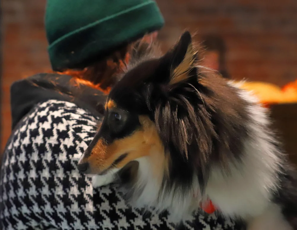 «Зеленые» предложили ввести штрафы за пропаганду жестокого обращения с животными