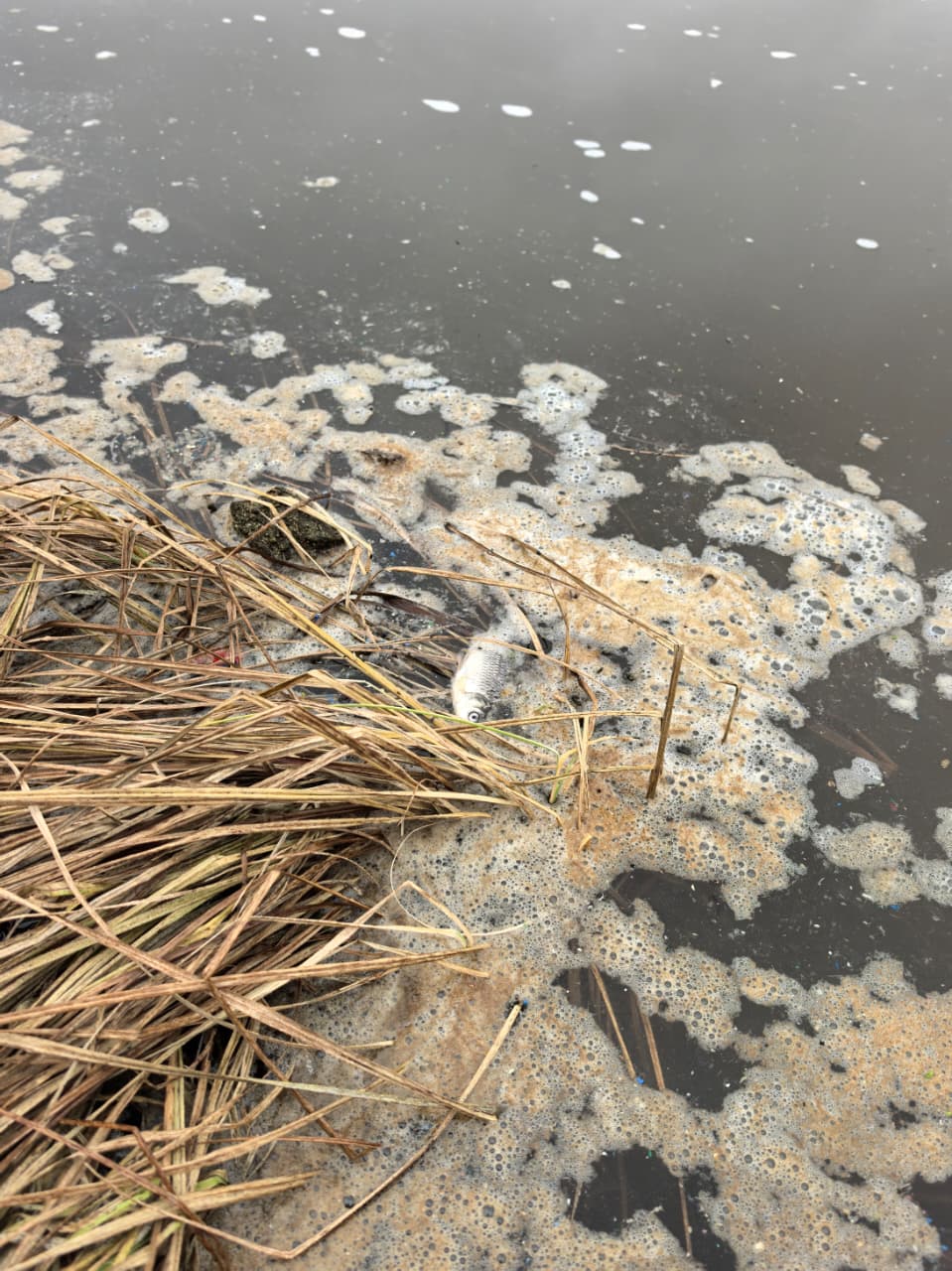 «ЗЕЛЁНЫЕ» обратились к Светлане Радионовой по защите Клязьмы от загрязнения пластиком