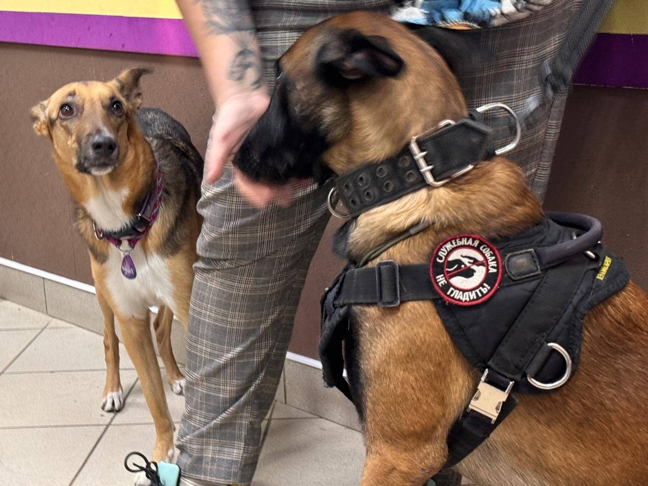 Будущие ветеринары и ответственные хозяева: “ЗЕЛЁНЫЕ” запустили проект “С заботой о будущем”! Будущие ветеринары и ответственные хозяева: “ЗЕЛЁНЫЕ” запустили проект “С заботой о будущем”!