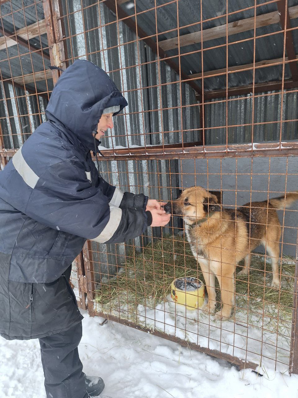 Помощью приюту для собак «Маяк для бродяг» начали 2026 год карельские «ЗЕЛЁНЫЕ»