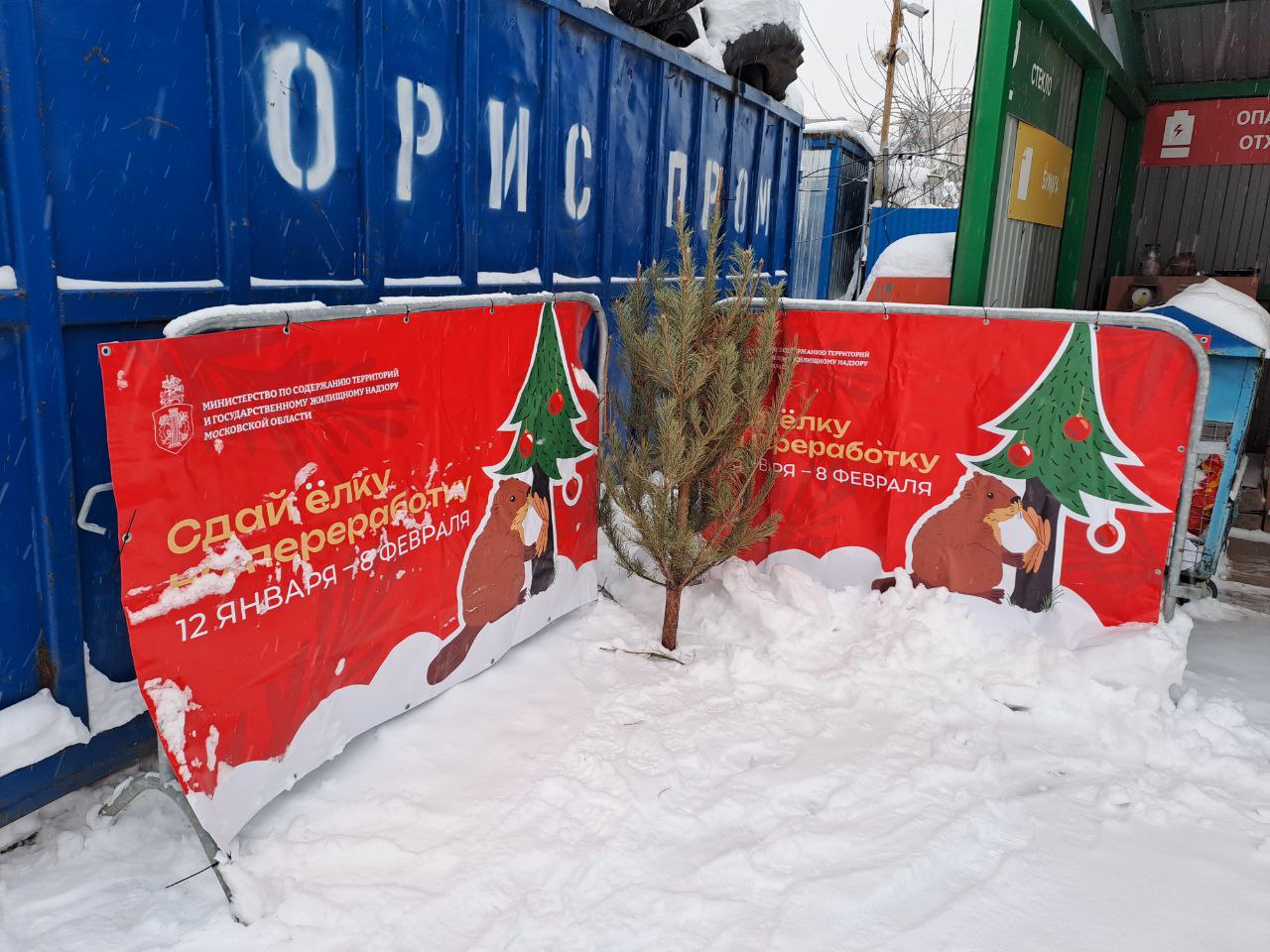 В России появился чат-бот с адресами пунктов приема елок В России появился чат-бот с адресами пунктов приема елок