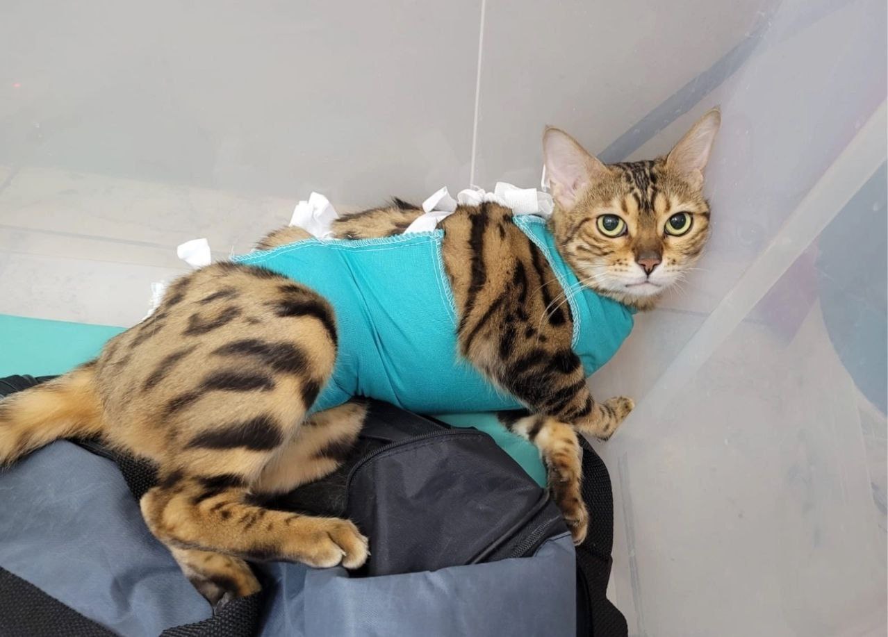 «Надежда на жизнь»: проект «ЗЕЛЁНЫХ» Башкортостана с 2018 года помогает социально-незащищённым владельцам домашних животных