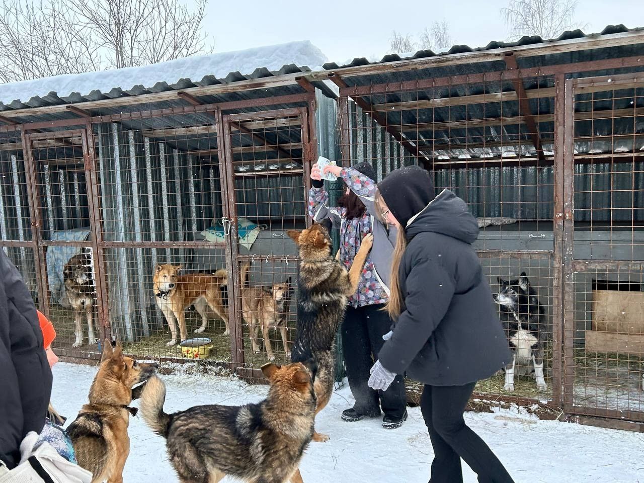 Почистили снег, рассортировали сено, поиграли с собаками: вместе с карельскими «ЗЕЛЁНЫМИ» в приют «Маяк для бродяг» приехали петрозаводские школьники